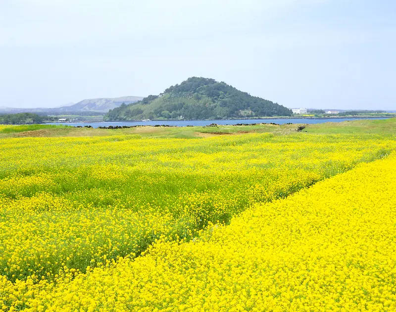 油菜花 山间 田野 清晨 阳光 花海