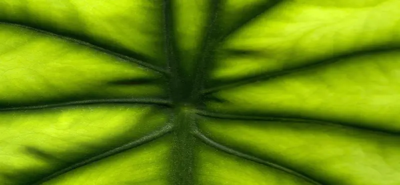 绿叶叶脉纹理背景