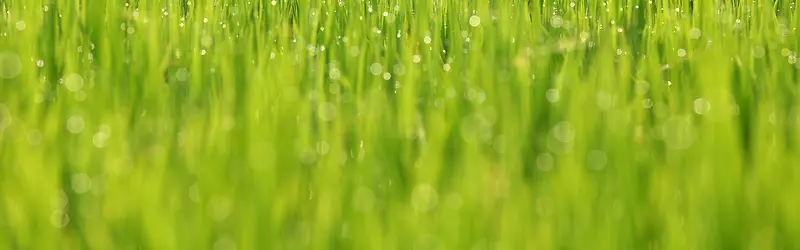 挂满露水的草地