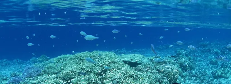 海底世界风景