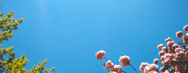 春日樱花背景图