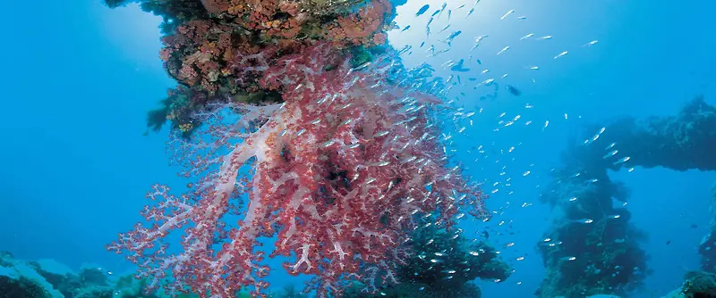 海底珊瑚背景
