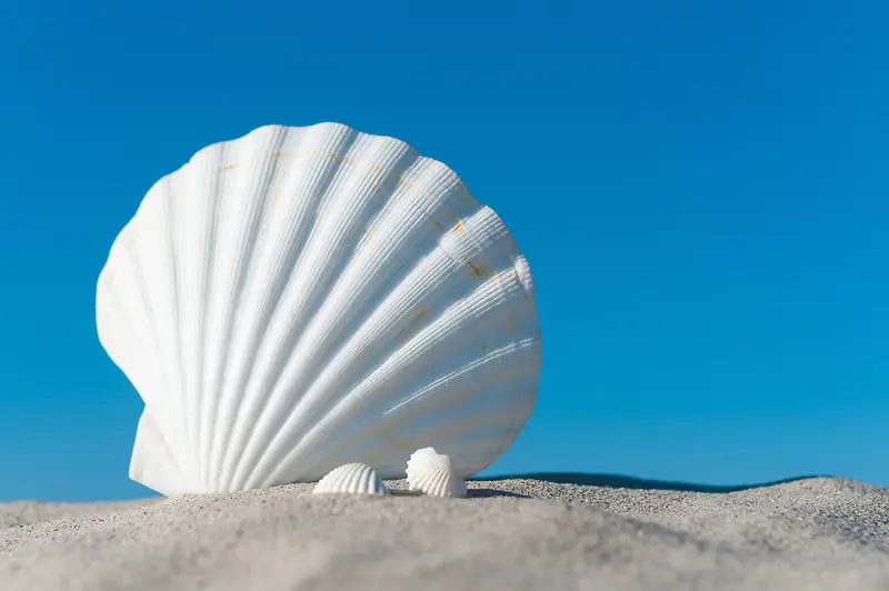 沙子上的白色贝壳