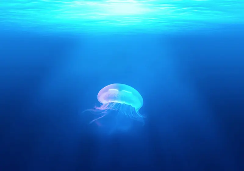 水下水母背景