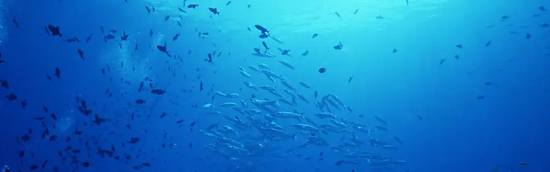 海底世界鱼群背景