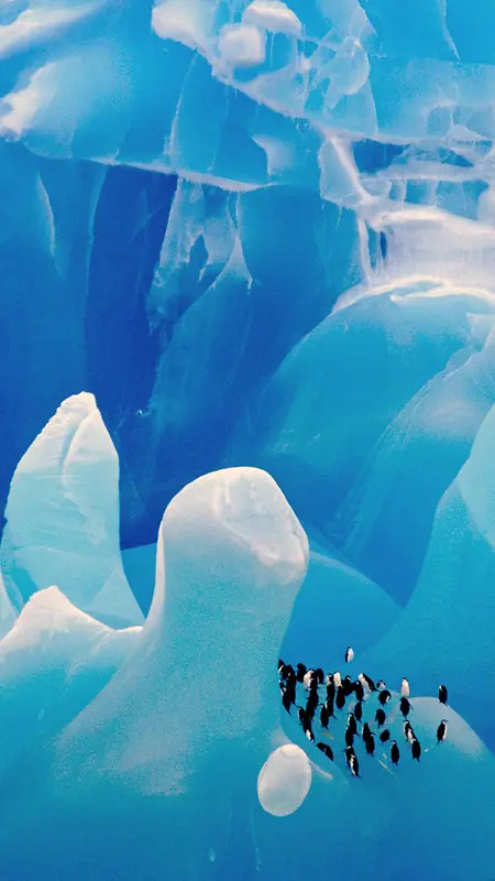 蓝色北极洲企鹅手机端H5背景