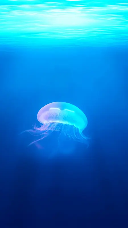 海底世界的水母H5背景