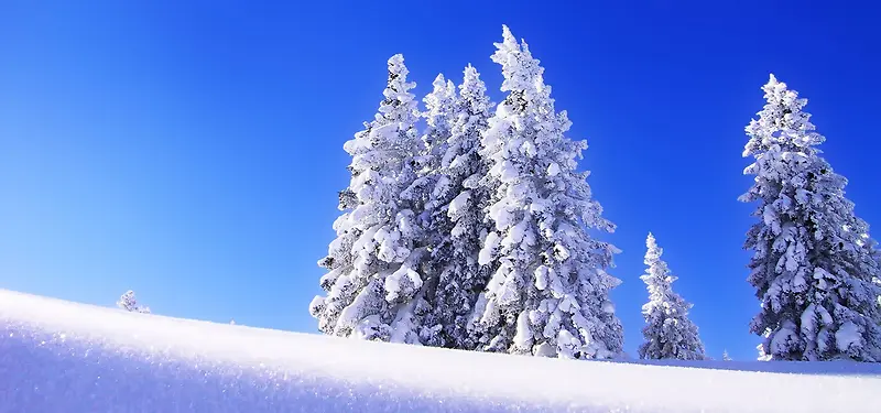 雪松雪景