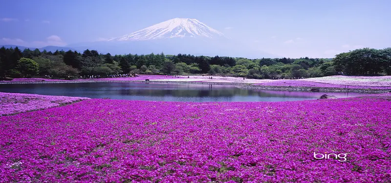 湖四周的花海