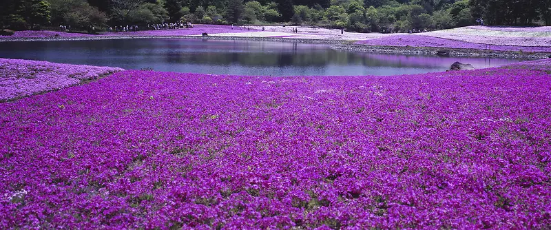 湖边美丽的紫色花海