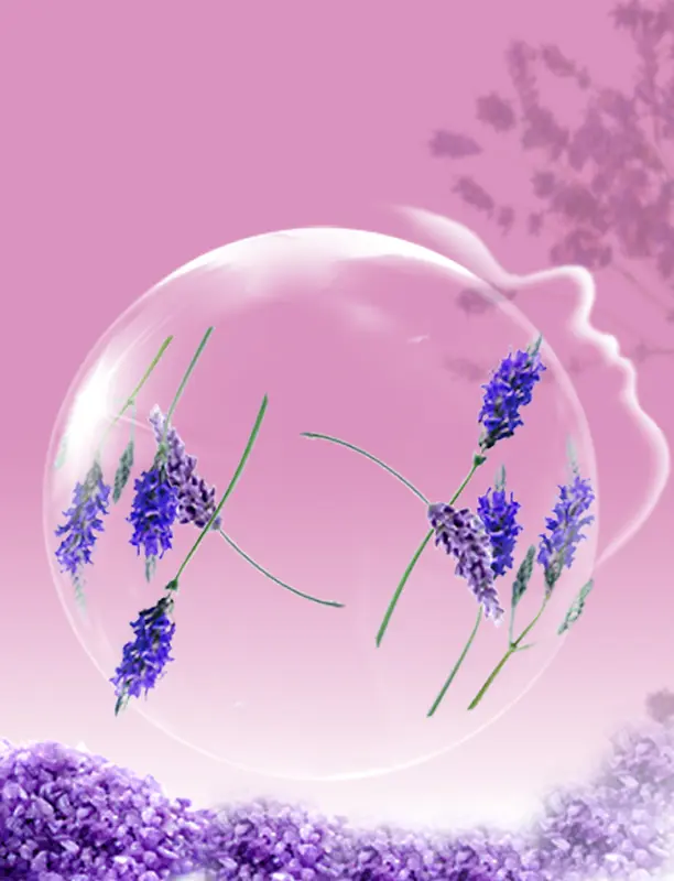 透明气球中包裹熏衣草梦幻紫色图片