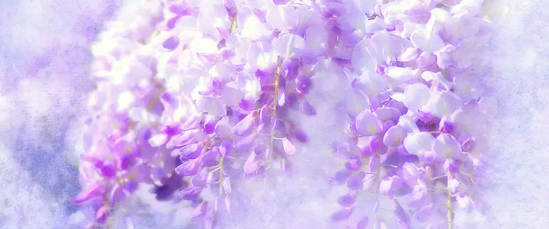 紫罗兰 梦幻 紫色 花朵