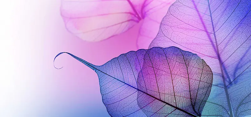 紫色树叶纹理背景