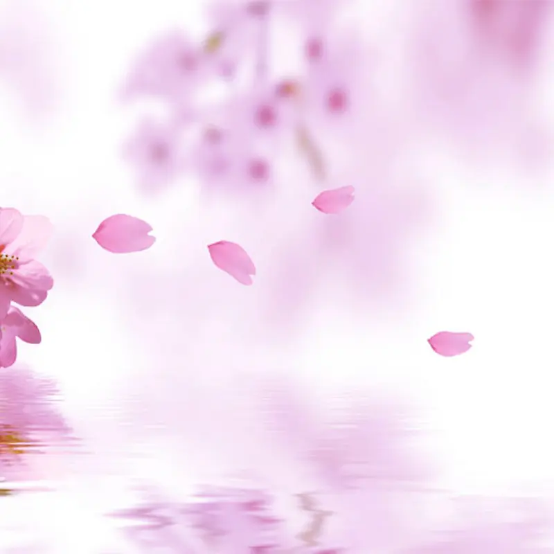 粉色花瓣主图背景
