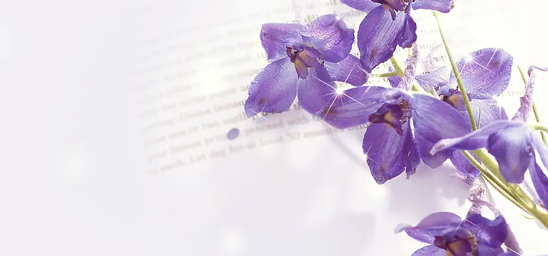 紫色花卉摄影背景