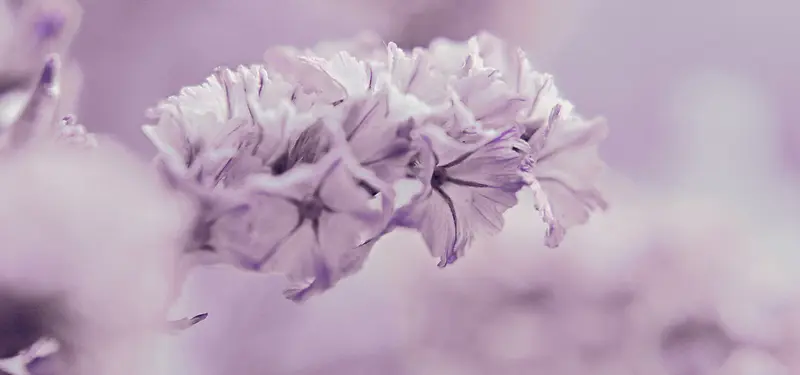 一簇紫色的花图片
