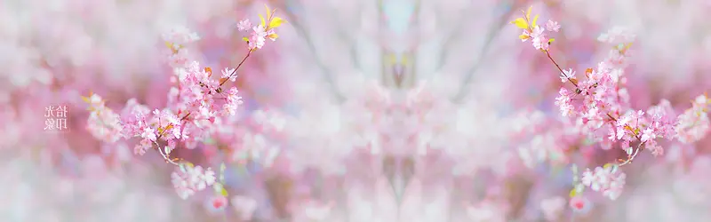 花朵banner