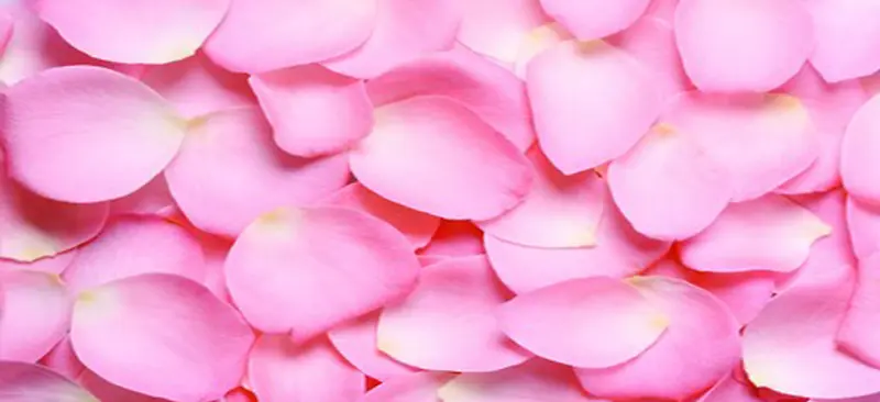 玫瑰花瓣