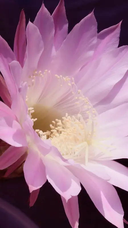 粉色渐变花朵艺术摄影H5背景