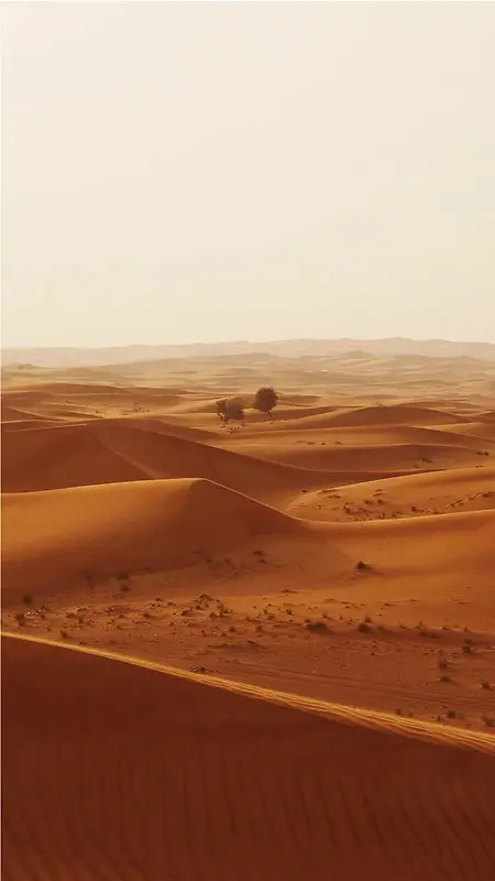 沙漠中的树H5素材背景