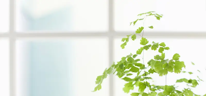 日系清新文艺家居女装窗台绿植淘宝背景