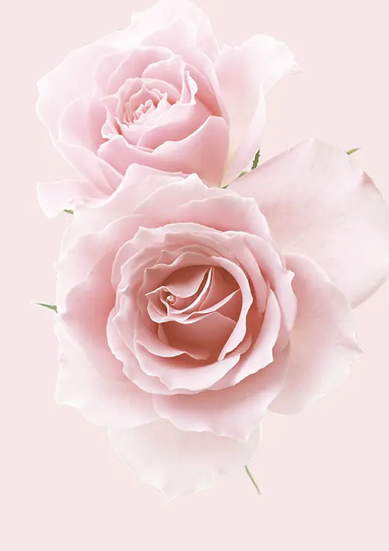 梦幻粉色花卉化妆品海报背景