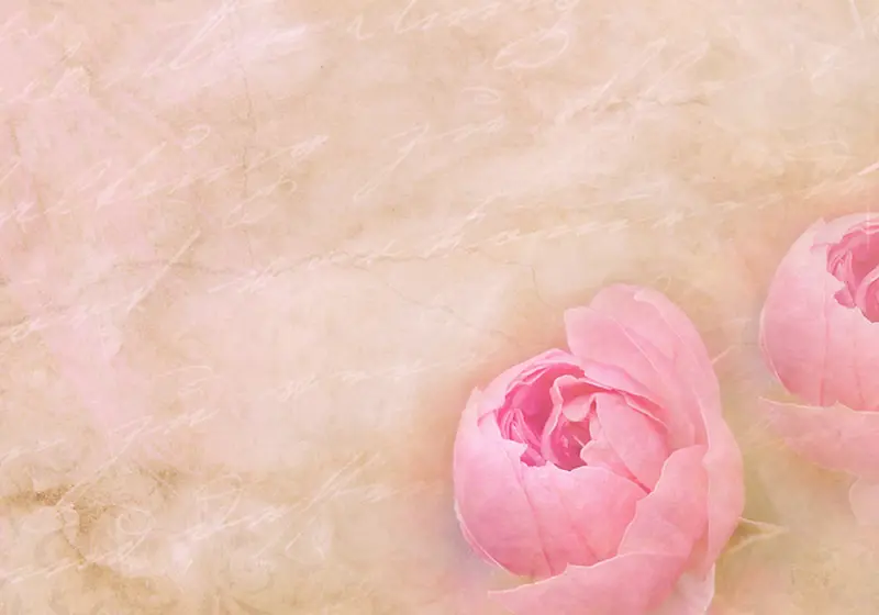 粉色花苞背景