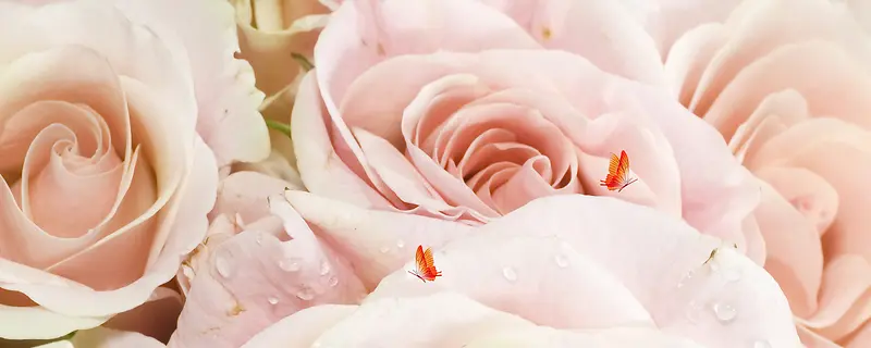 浪漫粉色玫瑰花淘宝网站背景图