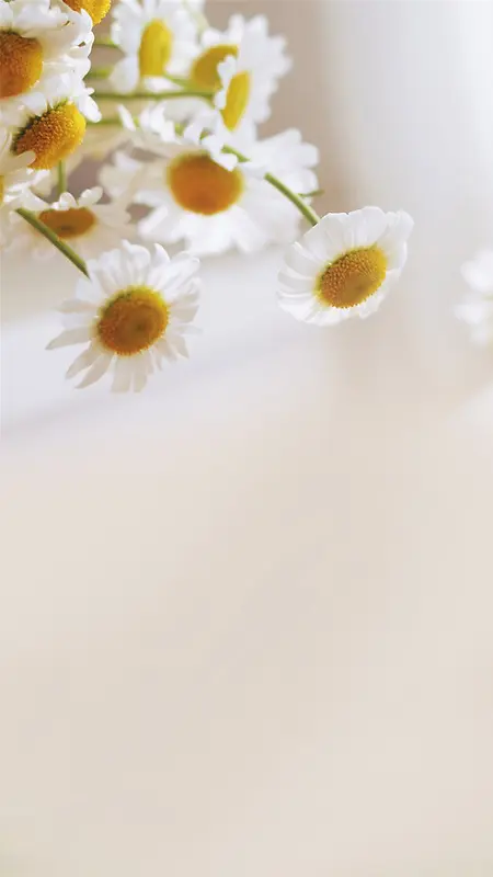 白色菊花花朵背景