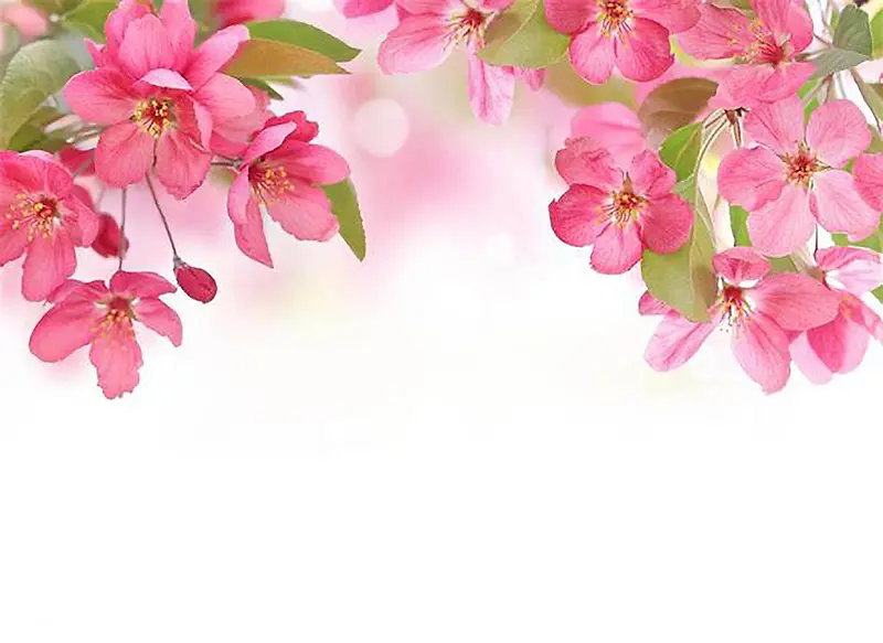 粉色浪漫海棠花朵背景