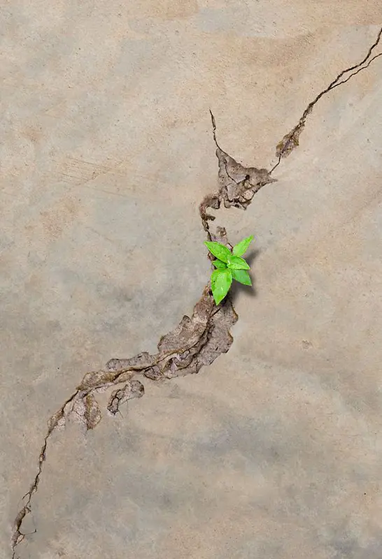 在地震中顽强的生存