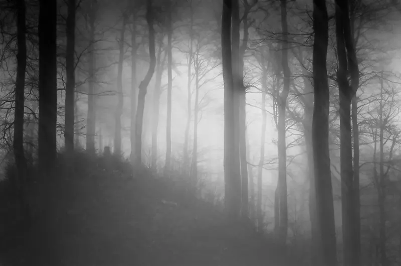 弥漫着浓雾的树林风