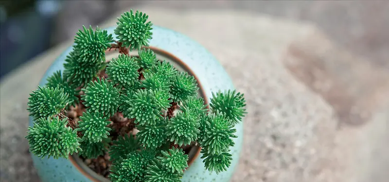 清新绿植