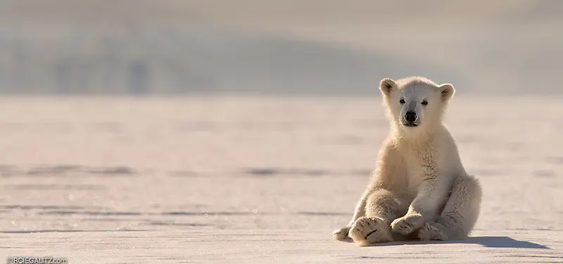 北极熊环保背景图