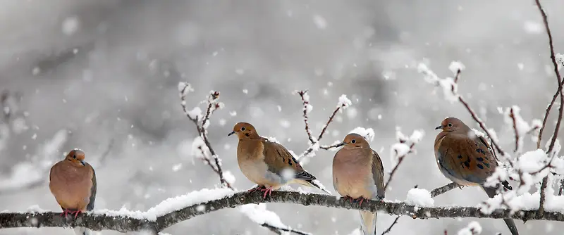 冬季雪中的鸟