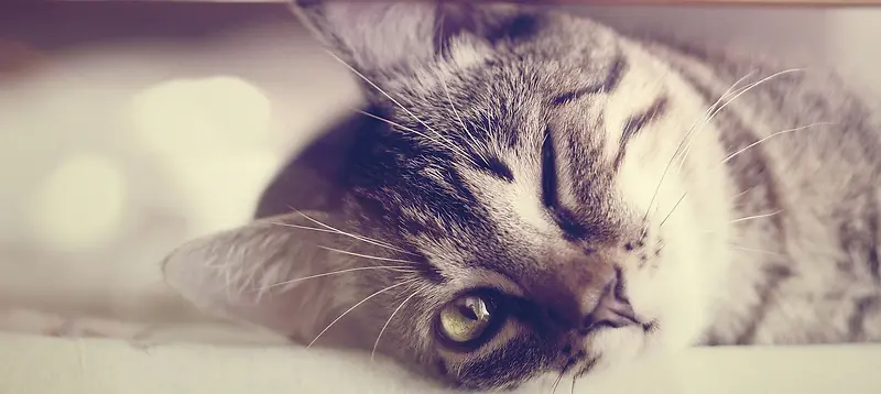 童趣猫星人午后阳光背景图