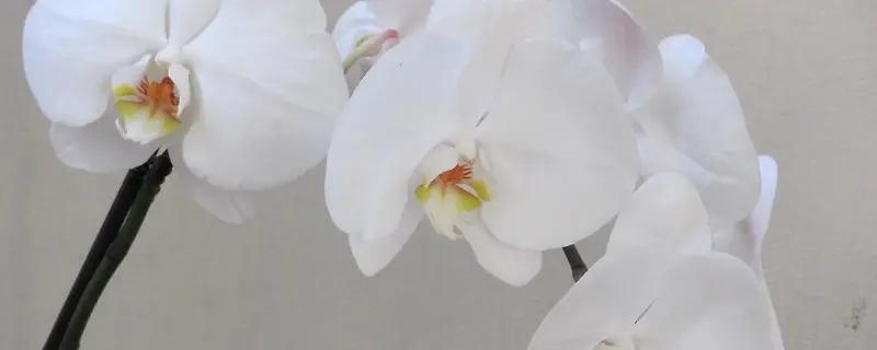 白色蝴蝶兰背景