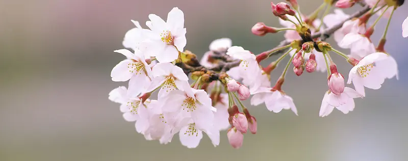 摄影樱花鲜花背景