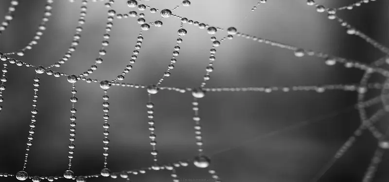 水珠蜘蛛网创意背景