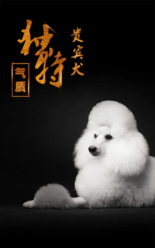 现代贵宾犬独特气质公益海报背景素材