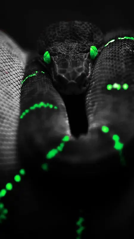 黑绿纹蛇H5背景