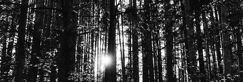 阳光树木森林背景