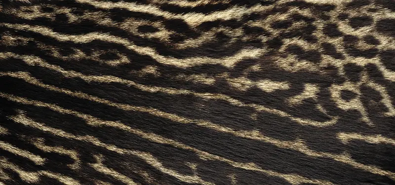 动物皮毛纹理豹纹