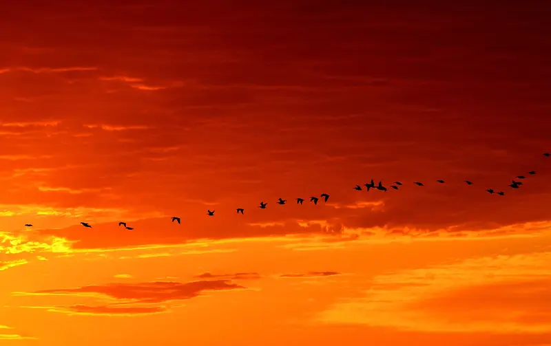 群鸟穿梭于橙色 的 天空