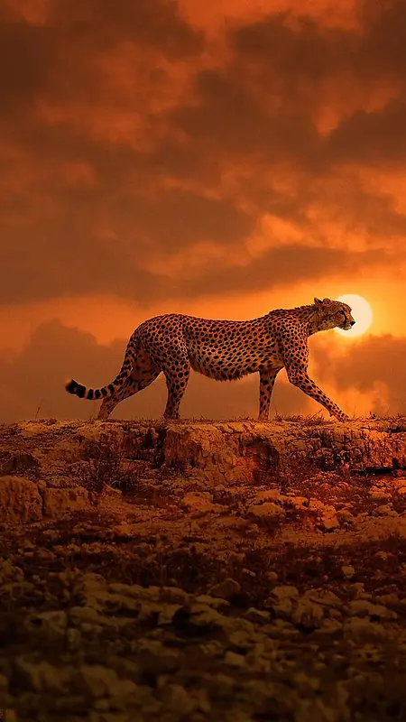 夕阳下的豹子H5背景素材