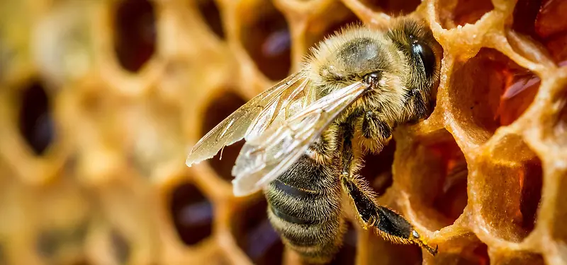 蜜蜂背景图