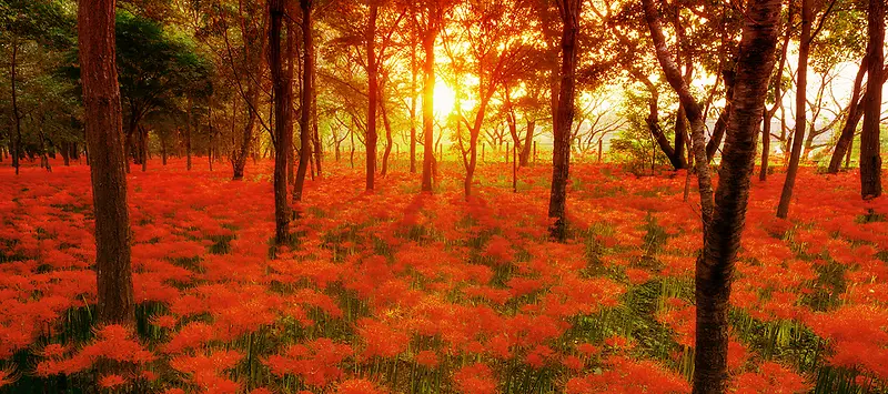 橙红色秋季树林背景