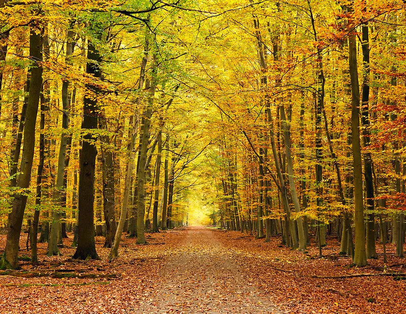 秋天的枫树林 公路