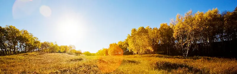 树林草地背景
