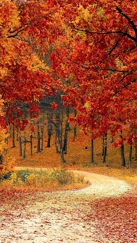 秋季公园红色枫叶背景